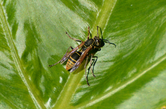 Polistes cinerascens