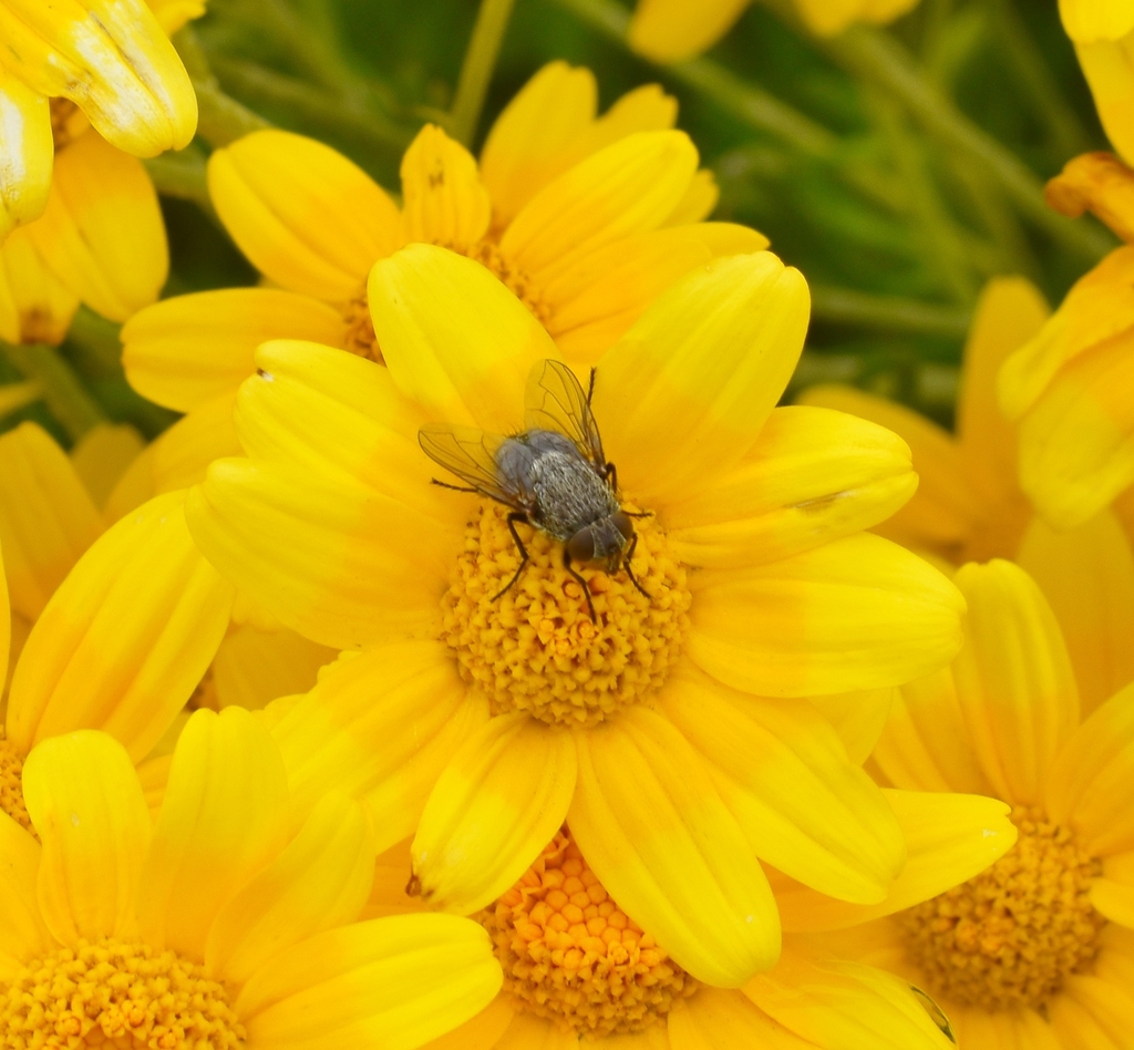 Bot Flies, Blow Flies, and Allies from FBP Native Plant Nursery Lane ...