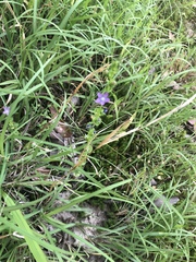 Triodanis biflora
