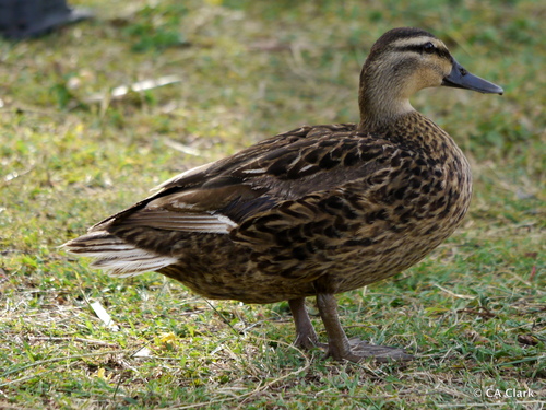 Mallard × Hawaiian Duck