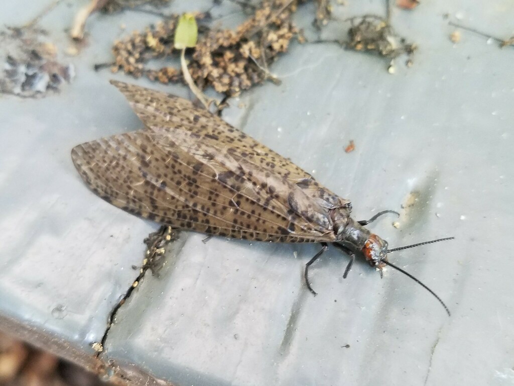 Neohermes angusticollis