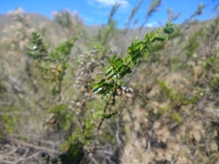Larrea nitida