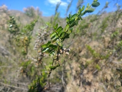 Larrea nitida