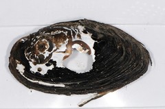 Utterbackiana implicata