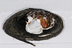 Utterbackiana implicata