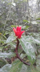 Costus curvibracteatus