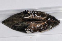 Utterbackiana implicata