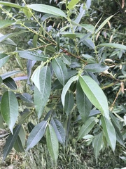Salix lucida