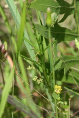 Verbena simplex
