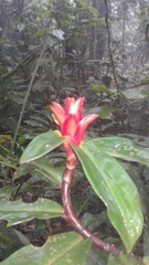 Costus curvibracteatus