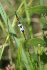 Verbena simplex