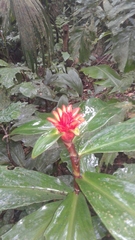 Costus curvibracteatus