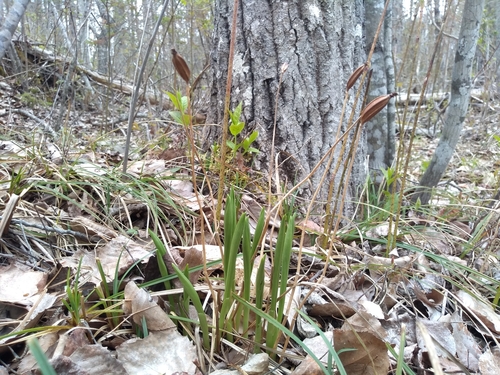 Ram's head lady's slipper (Cypripedium arietinum)