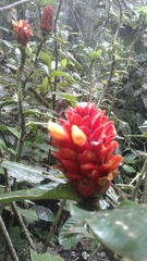 Costus curvibracteatus