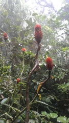 Costus curvibracteatus