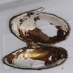 Utterbackiana implicata