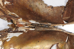 Utterbackiana implicata