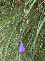 Adenophora morrisonensis