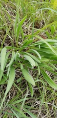 Echinacea angustifolia
