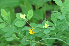 Baptisia nuttalliana