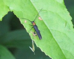 Oberea perspicillata