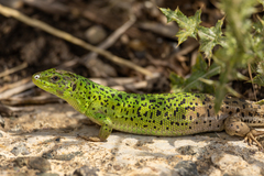 Caspian Green Lizard photo 3