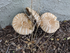 Agrocybe