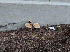 Agrocybe