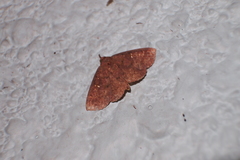 Sarobides inconclusa