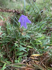 Adenophora morrisonensis