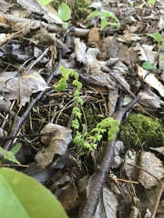 Cystopteris bulbifera