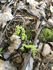 Cystopteris bulbifera