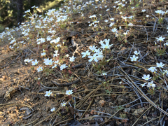 Leptosiphon breviculus