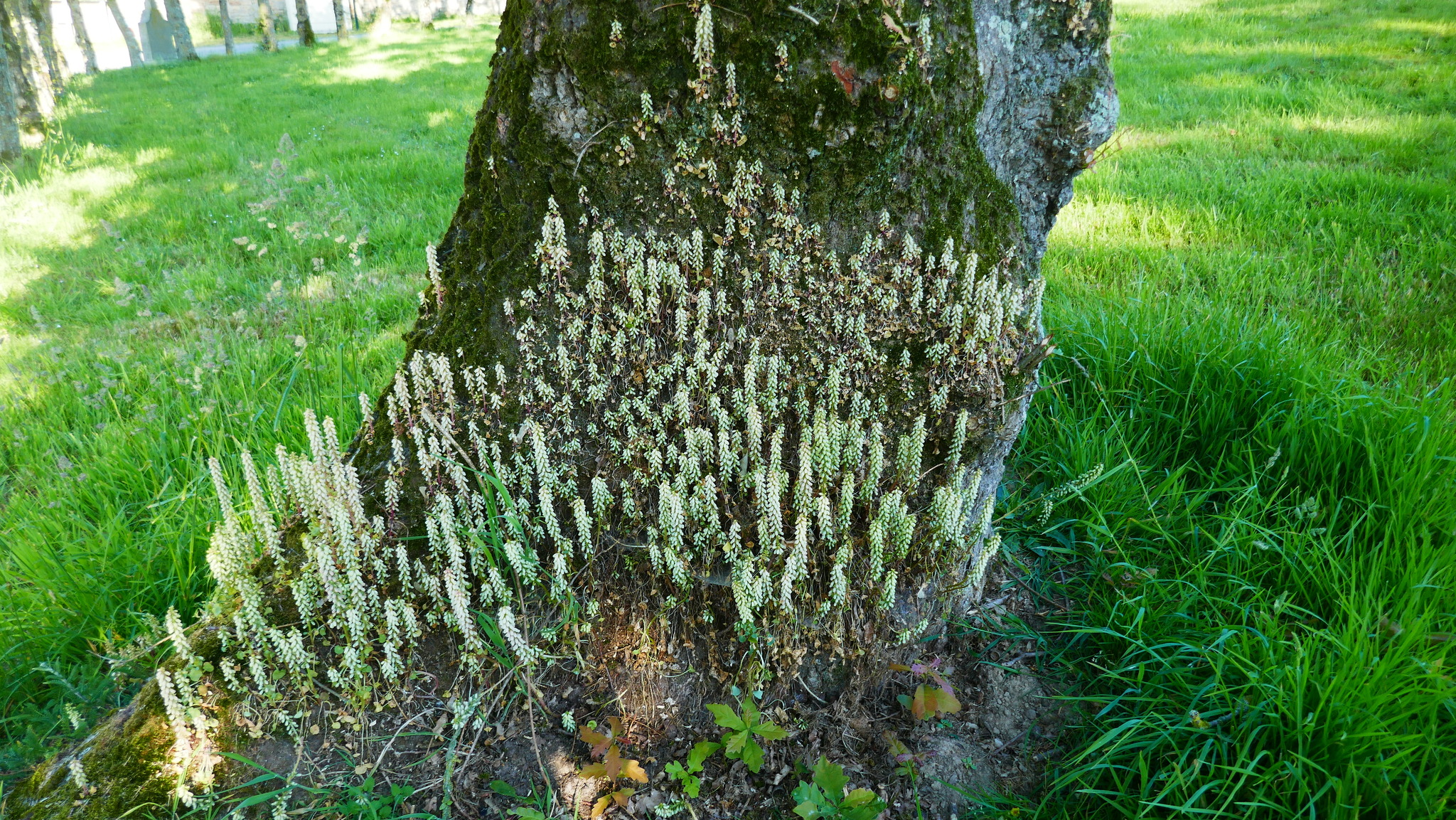 Umbilicus