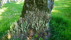 Navelwort (Umbilicus rupestris)