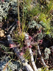 Castilleja cinerea