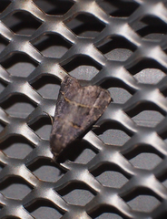 Schrankia bilineata