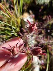 Castilleja cinerea