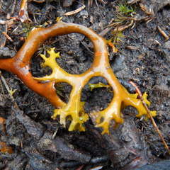 Masonhalea richardsonii