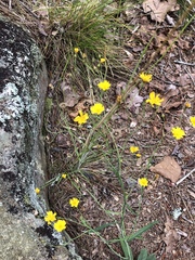 Hieracium venosum