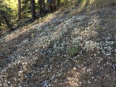 Leptosiphon breviculus