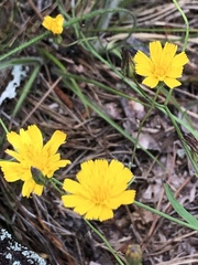 Hieracium venosum