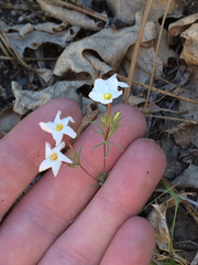 Leptosiphon breviculus