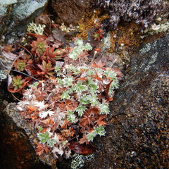 Potentilla subvahliana
