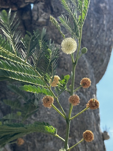 Leucaena diversifolia, photograph 1