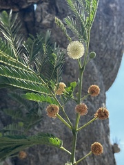 Leucaena diversifolia