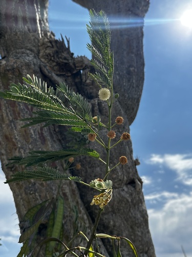 Leucaena diversifolia, photograph 2
