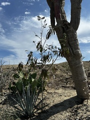 Leucaena diversifolia, photograph (c) Elisa, some rights reserved (CC BY)