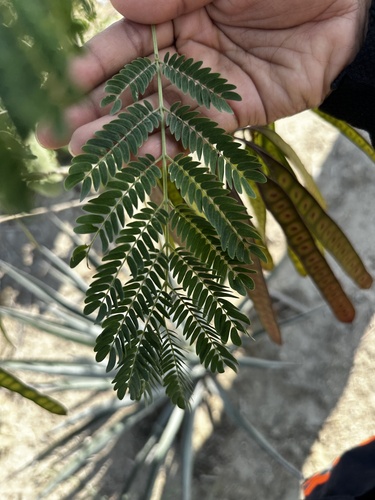 Leucaena diversifolia, photograph 4