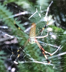 Trichonephila clavipes image
